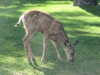 Fawn in town